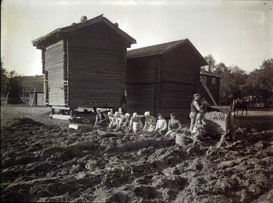 Potatisupptagning Hedgarden1923